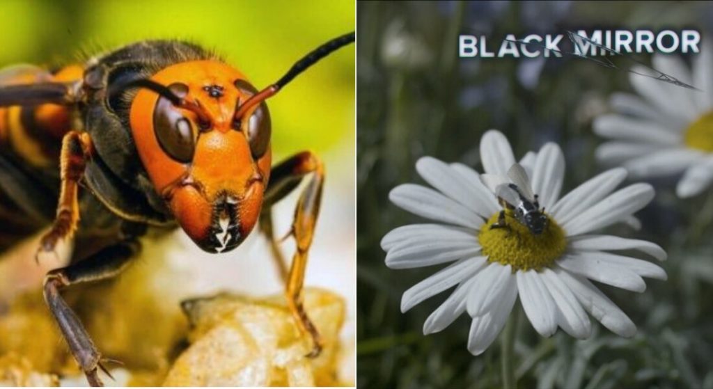 Usuarios recuerdan episodio de Black Mirror por avispas gigantes en EE. UU.