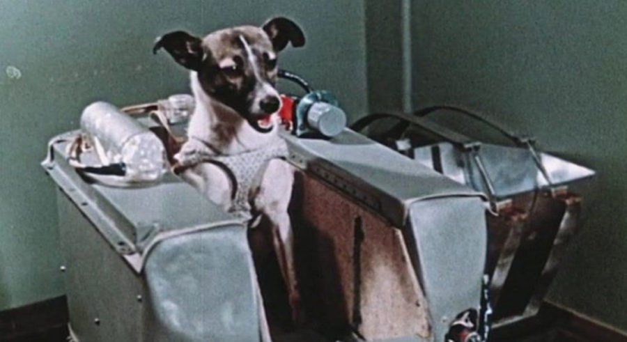 Conoce la historia de Laika, la primera perrita que alcanzó las estrellas